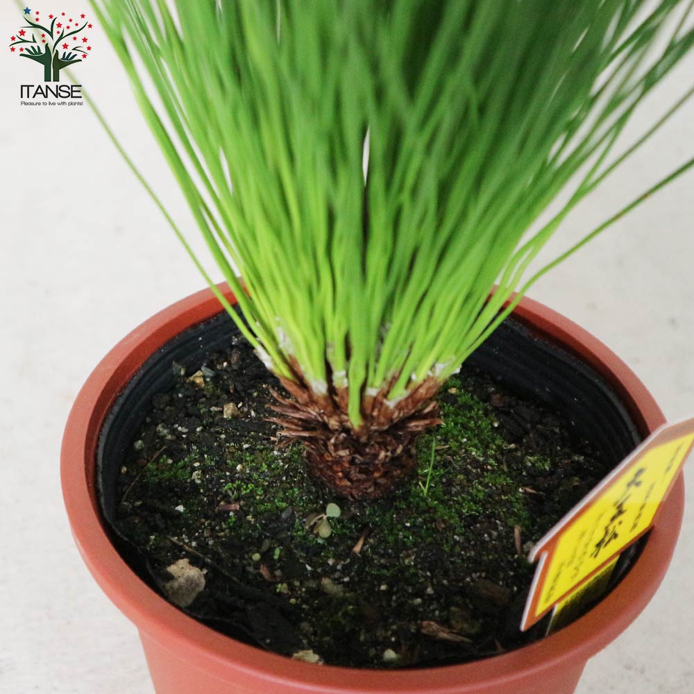 大王松 【庭木 5号 庭園樹木／1個売り】｜ 【植物のITANSE】全品