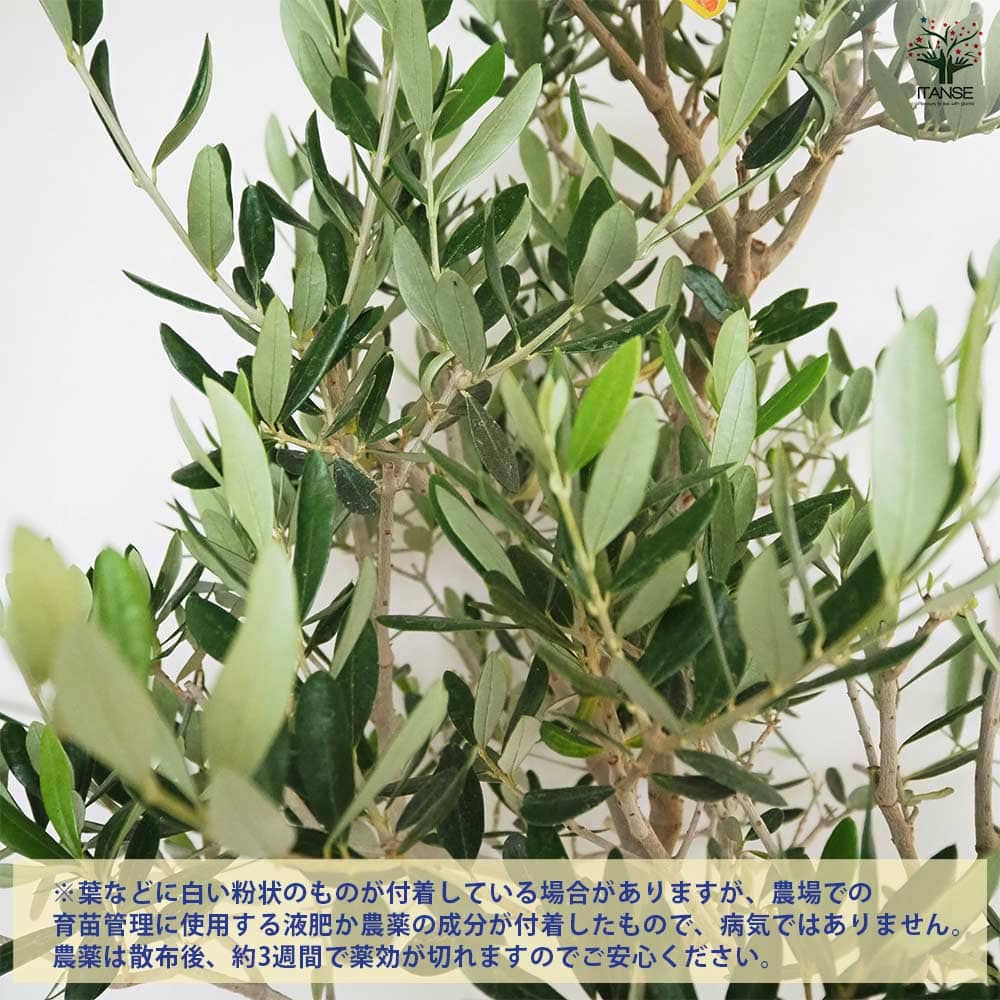 オリーブ コレッジョラ 【果樹の苗木 8号／1個売り】｜ 【植物の