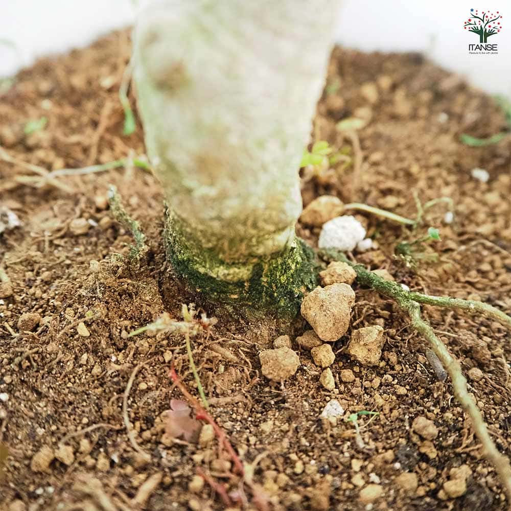 オリーブ コレッジョラ 【果樹の苗木 8号／1個売り】｜ 【植物の