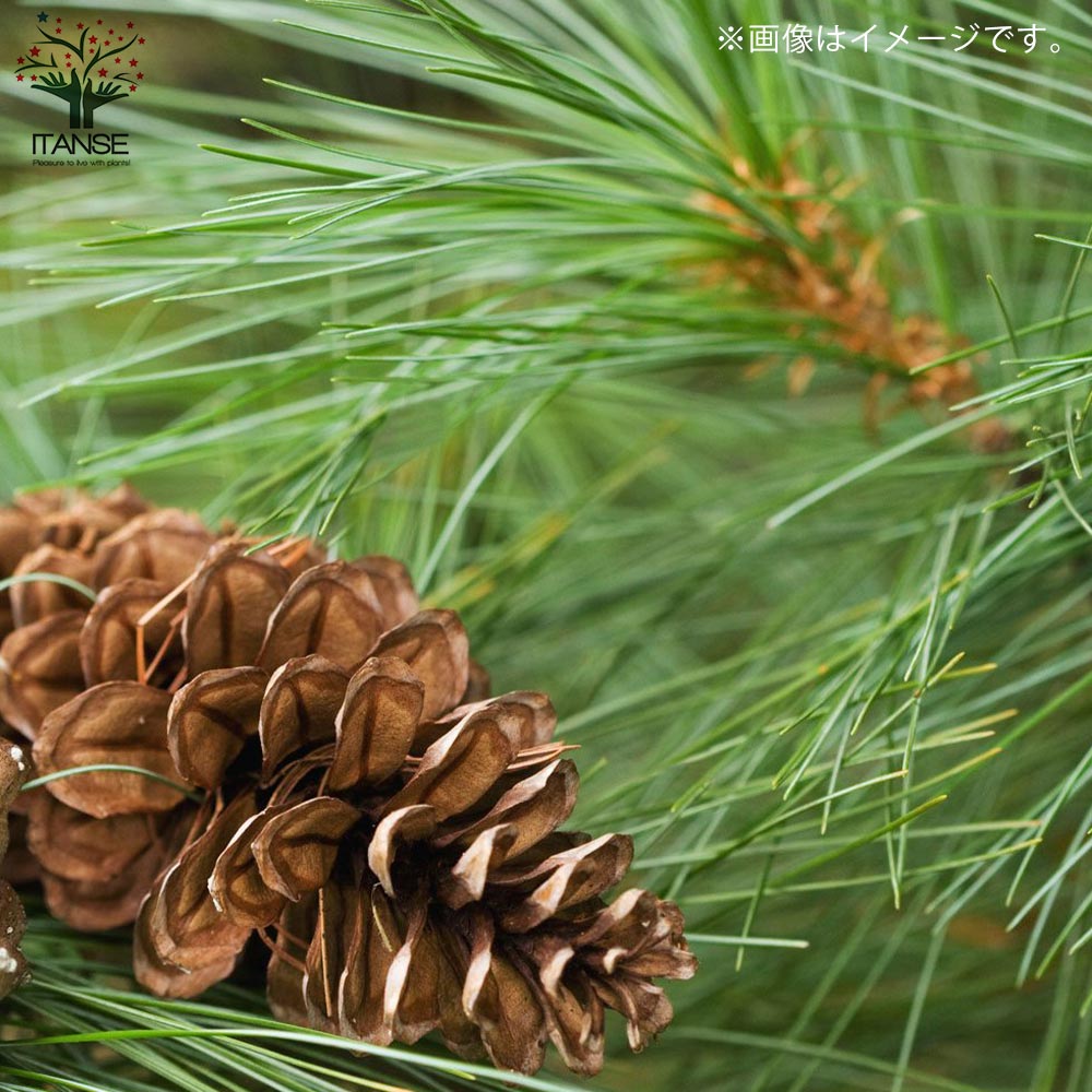 大王松 【庭木 5号 庭園樹木／1個売り】｜ 【植物のITANSE】全品