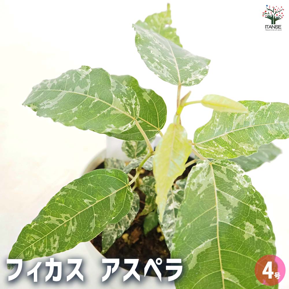 フィカス アスペラ 【観葉植物 4号】｜ 【植物のITANSE】全品