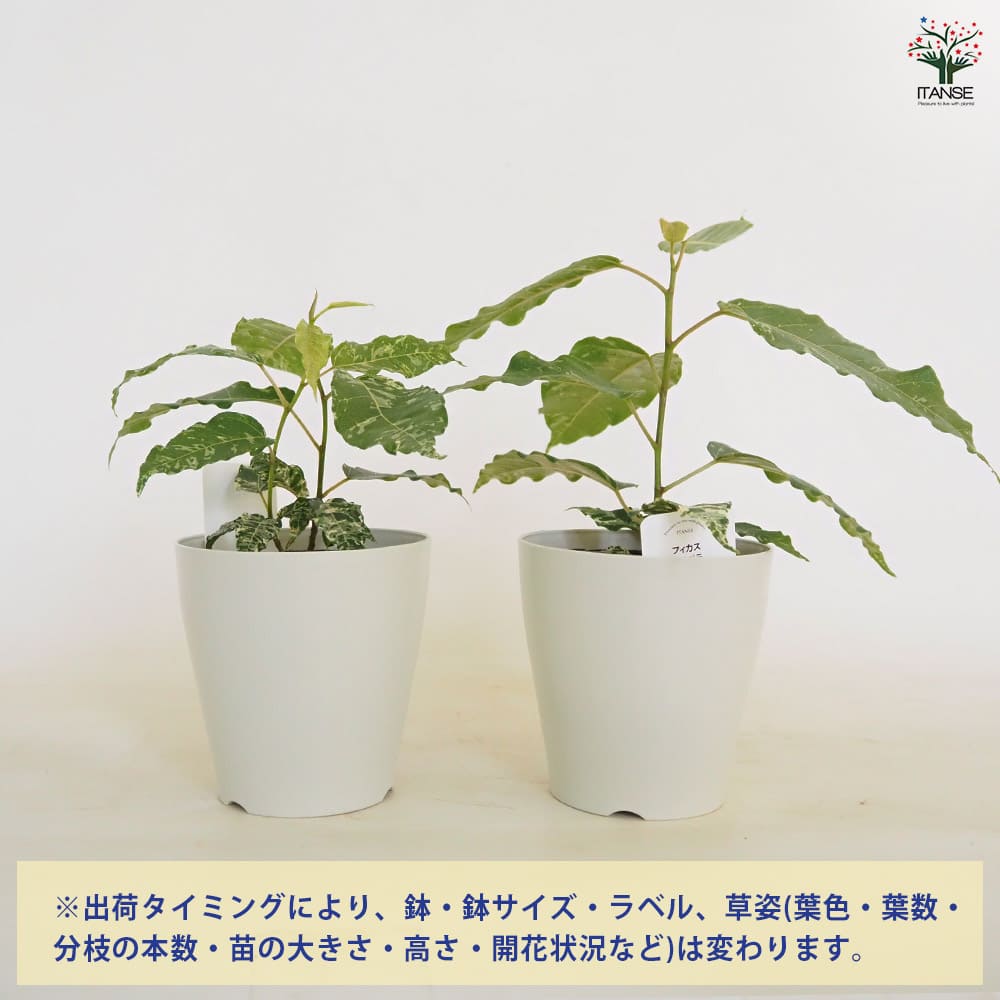 フィカス アスペラ 【観葉植物 4号】｜ 【植物のITANSE】全品