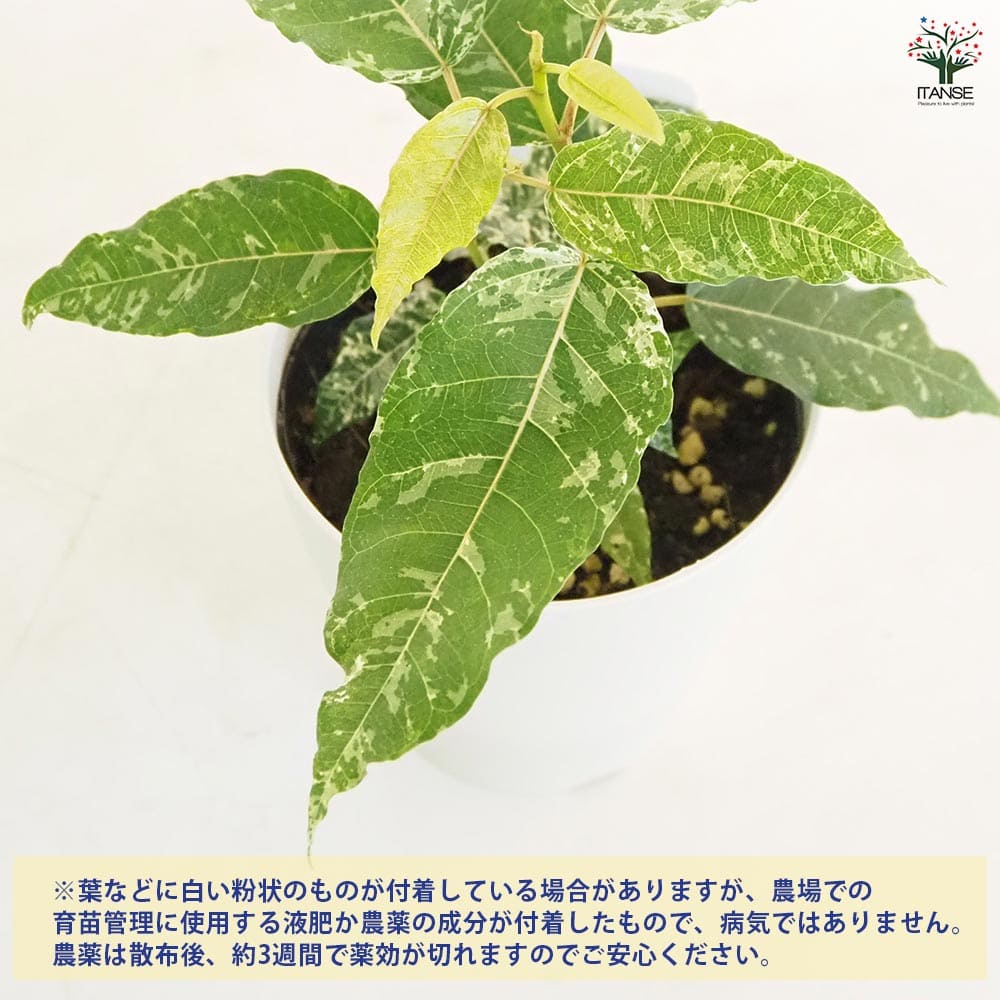 フィカス アスペラ 【観葉植物 4号】｜ 【植物のITANSE】全品