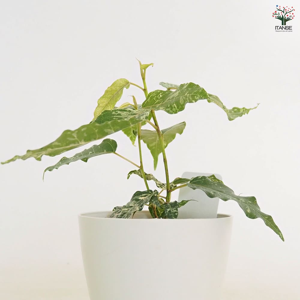 フィカス アスペラ 【観葉植物 4号】｜ 【植物のITANSE】全品