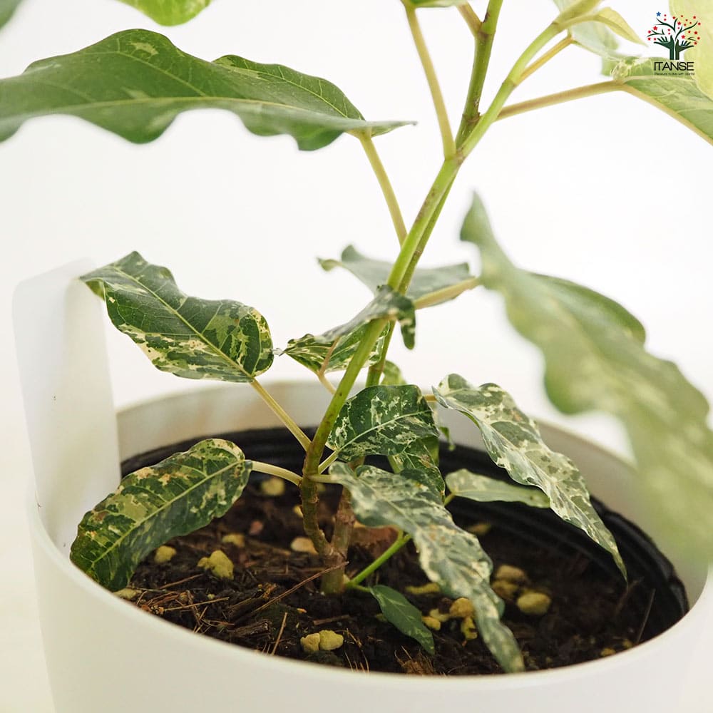 フィカス アスペラ 【観葉植物 4号】｜ 【植物のITANSE】全品