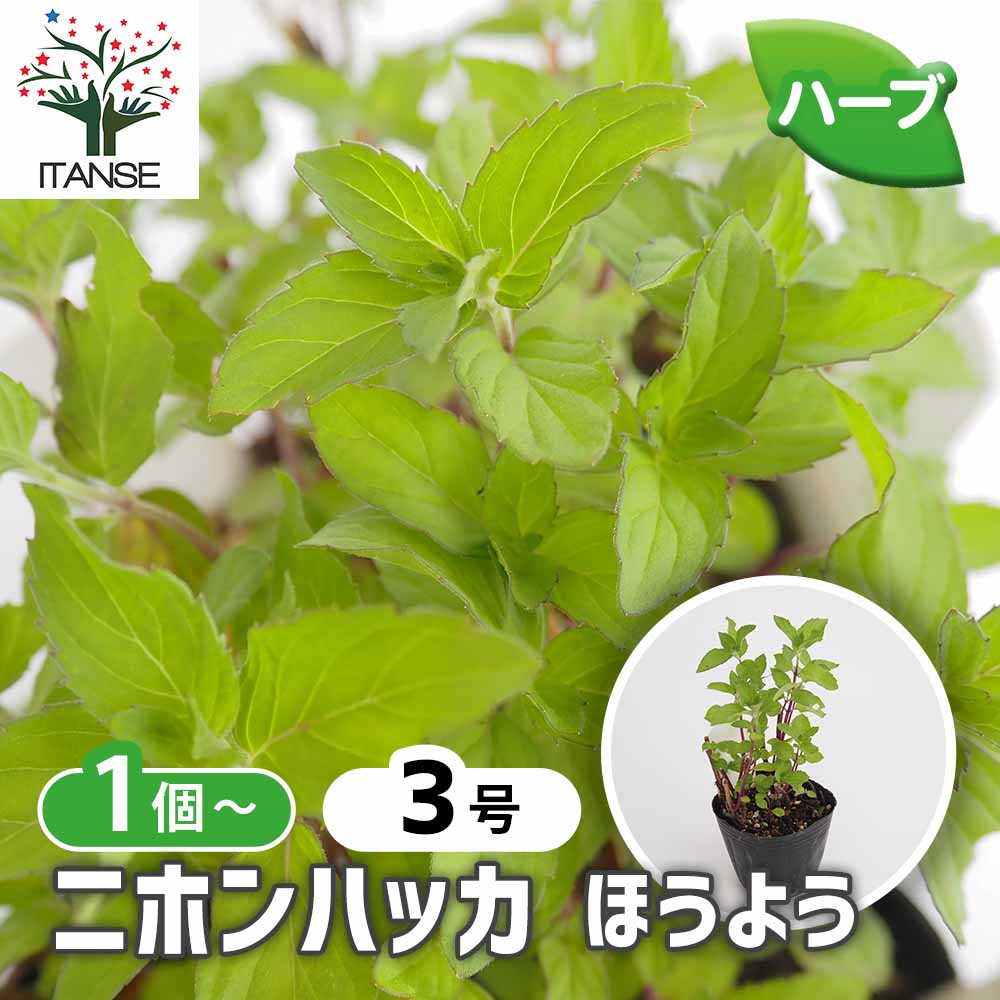 ニホンハッカ ほうよう 【ハーブの苗 3号】