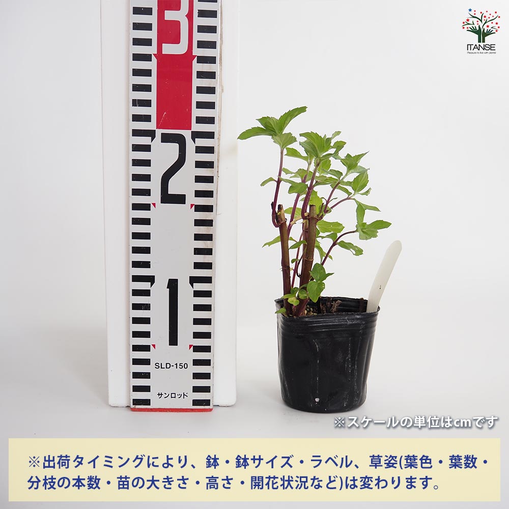 ニホンハッカ ほうよう 【ハーブの苗 3号】