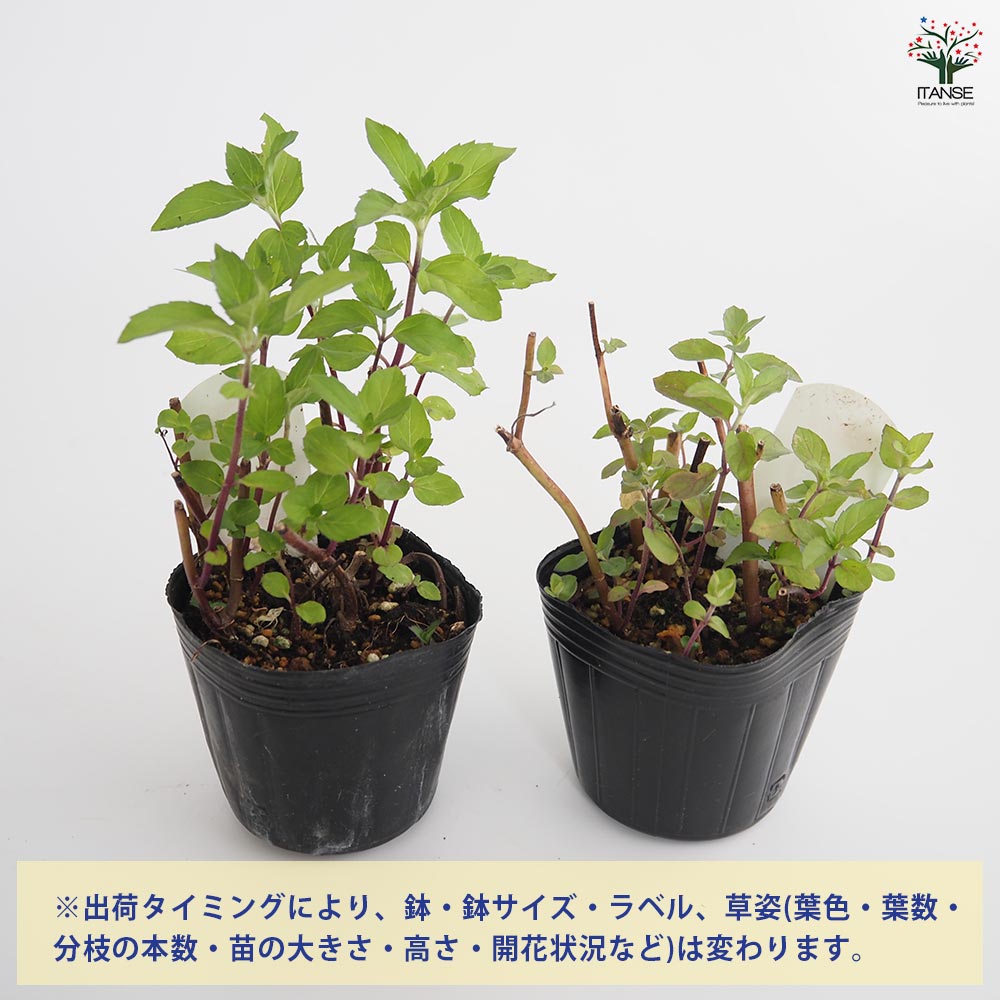 ニホンハッカ ほうよう 【ハーブの苗 3号】