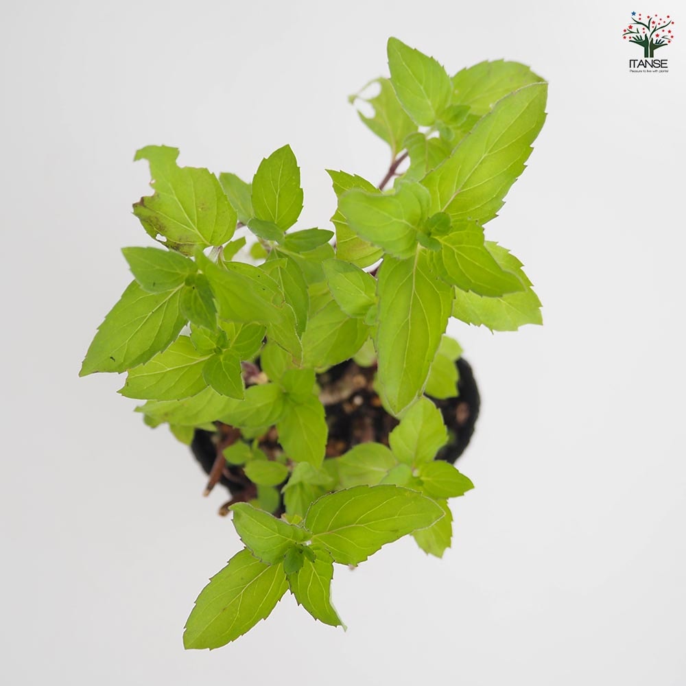 ニホンハッカ ほうよう 【ハーブの苗 3号】