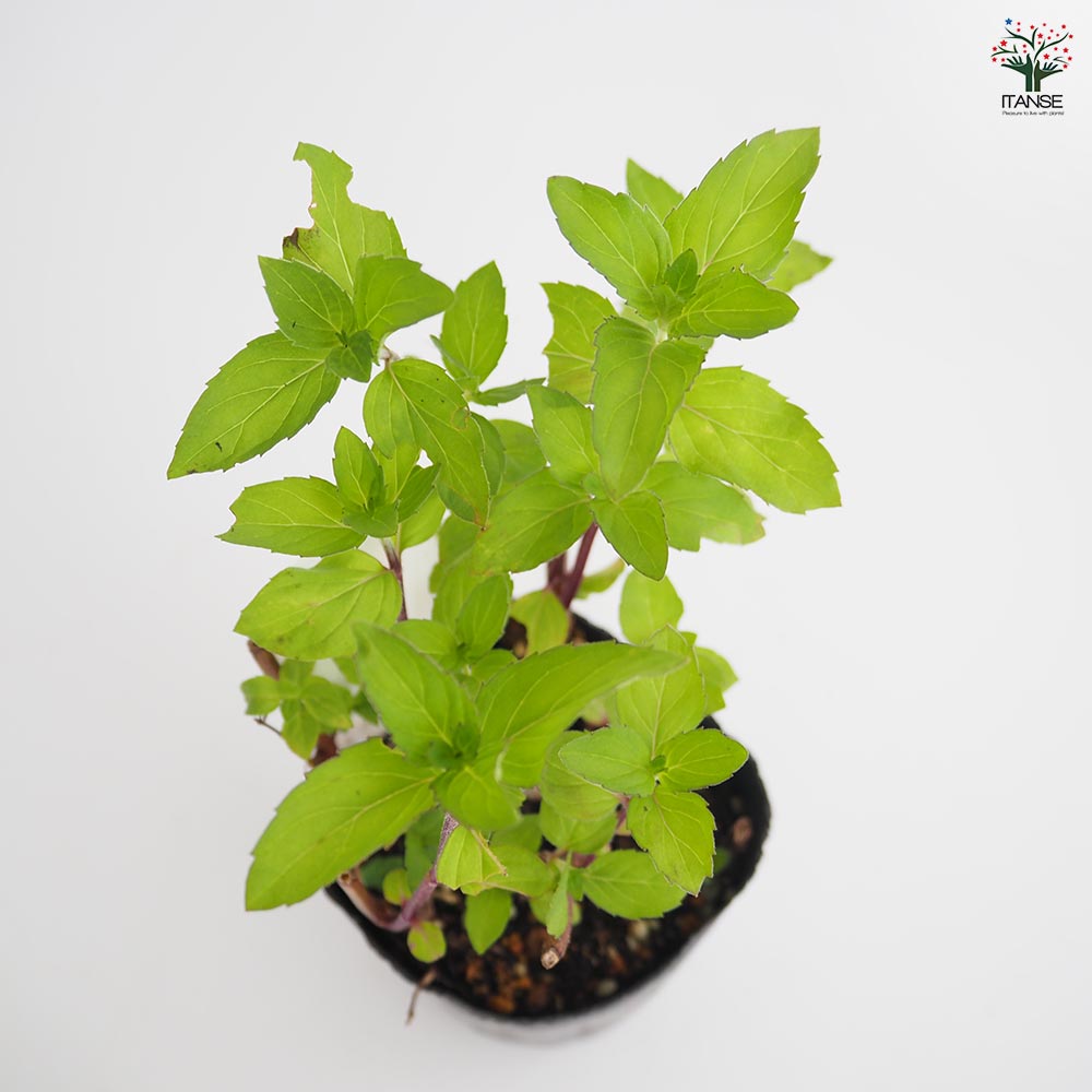 ニホンハッカ ほうよう 【ハーブの苗 3号】