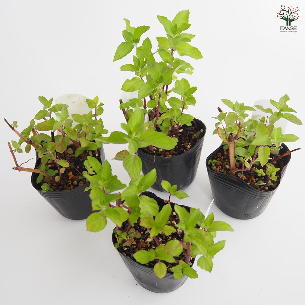 ニホンハッカ ほうよう 【ハーブの苗 3号】