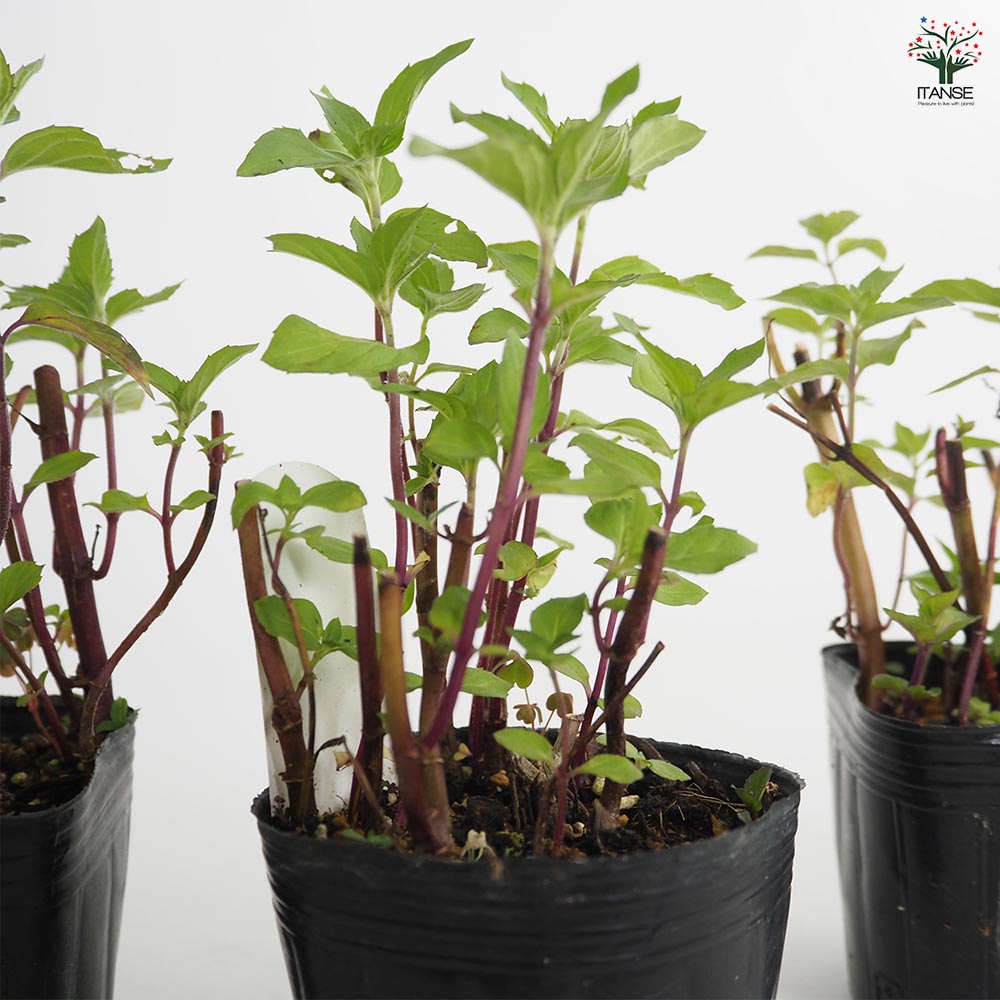 ニホンハッカ ほうよう 【ハーブの苗 3号】