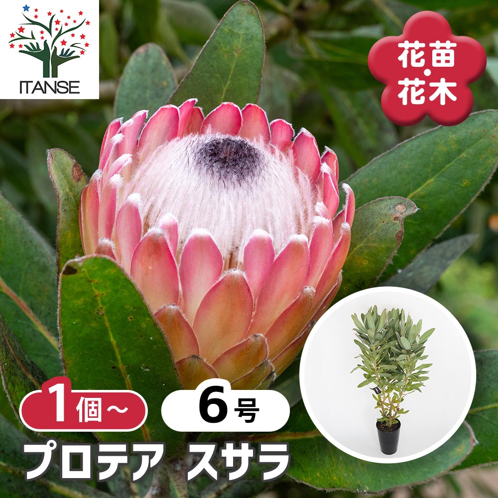 プロテア スサラ　1 プロテア スサラ① | 沼ノ上農園
