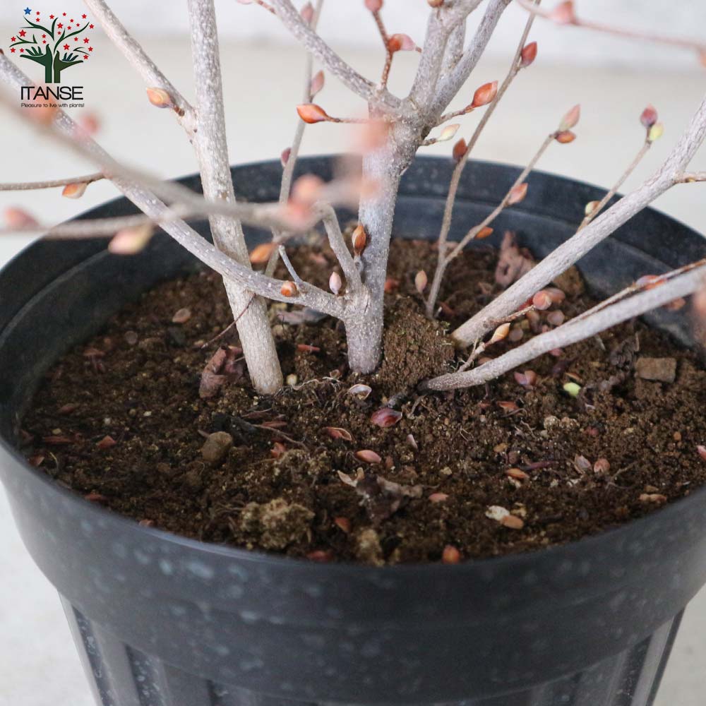 定番スタイル セイヨウイワナンテン アキシラリス 樹高0 2m前後 10 5cmポット 40本セット 送料無料 苗 植木 苗木 Matzi27 Com