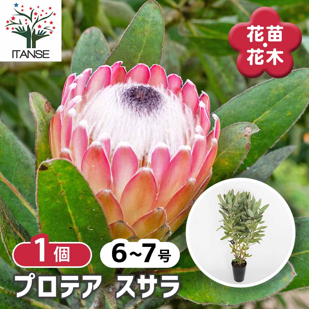 プロテア スサラ 【花木苗 6～7号／1個売り】｜ 【植物のITANSE