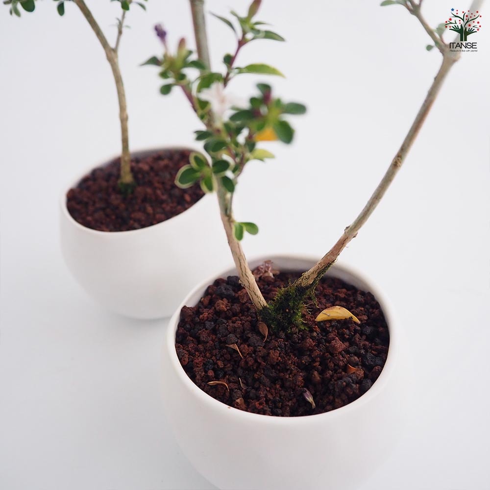 コウチョウギ 球体鉢(受皿付) 【盆栽 3.5号／1個売り】｜ 【植物の