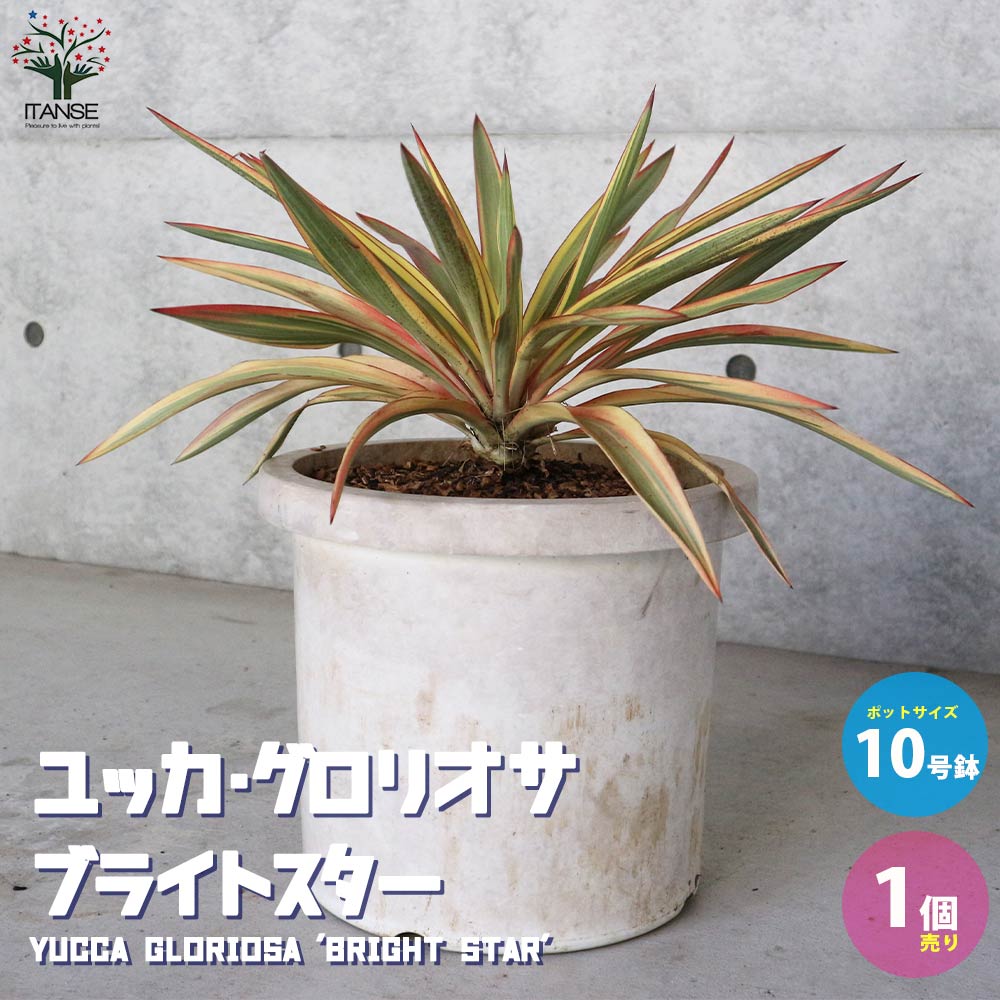 ユッカ・グロリオサ・ブライトスター【観葉植物 10号鉢大苗／1個売り】