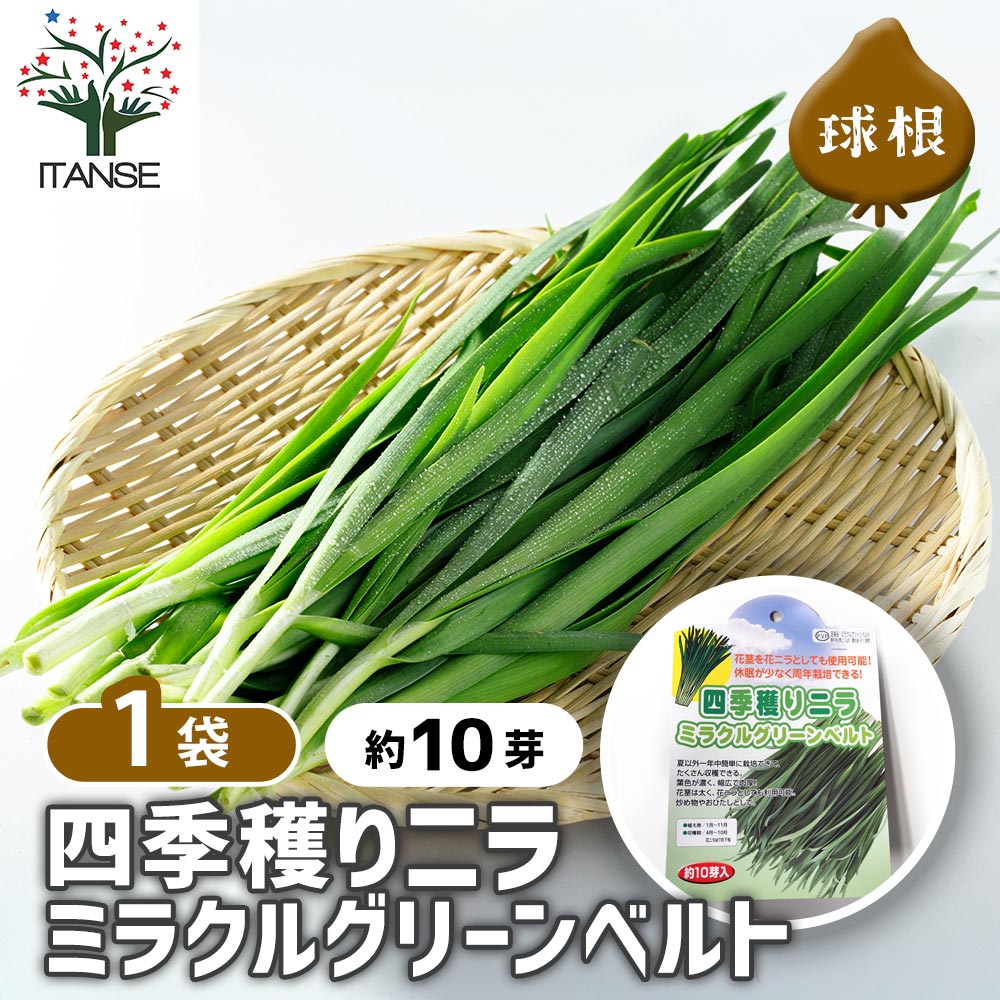 四季穫りニラ ミラクルグリーンベルト 【野菜球根 約10芽/1個売り】