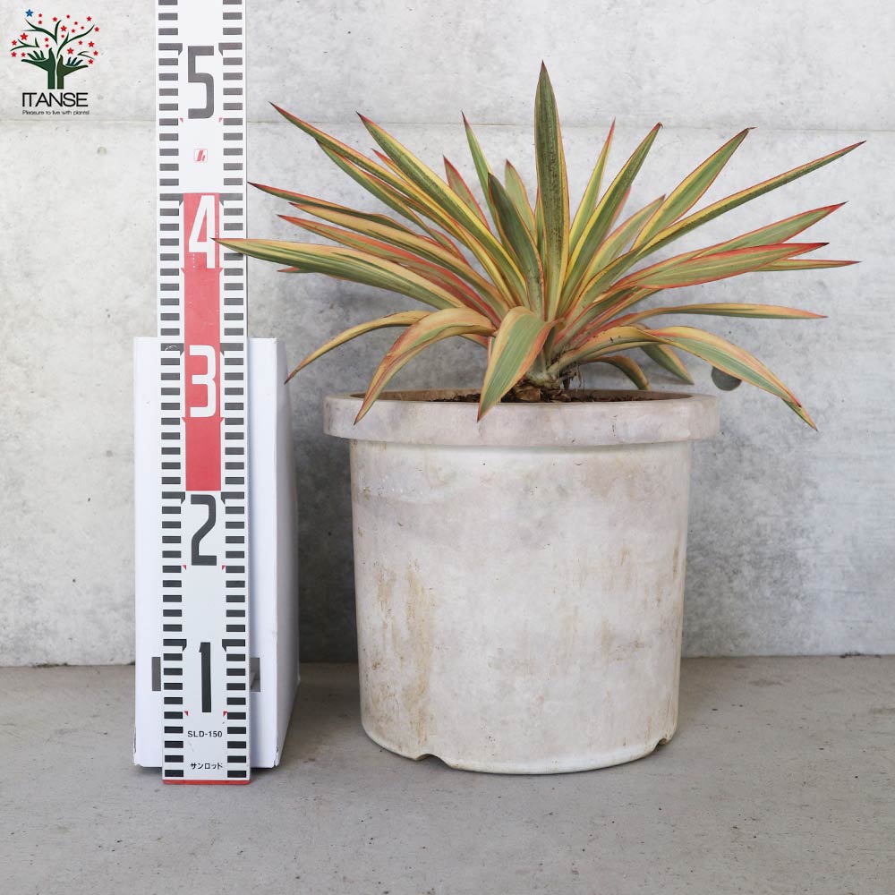ユッカ・グロリオサ・ブライトスター【観葉植物 10号鉢大苗／1個売り】