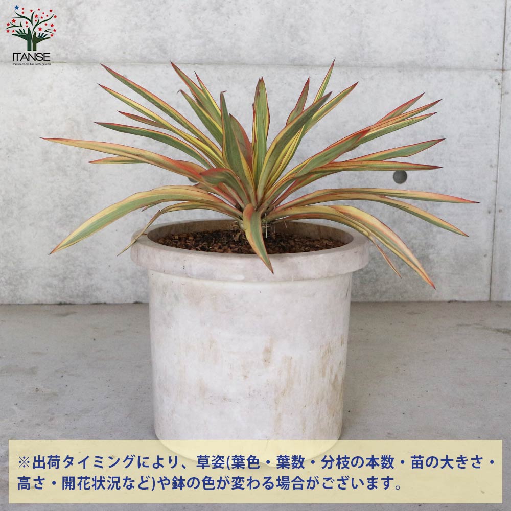 ユッカ・グロリオサ・ブライトスター【観葉植物 10号鉢大苗／1個売り】