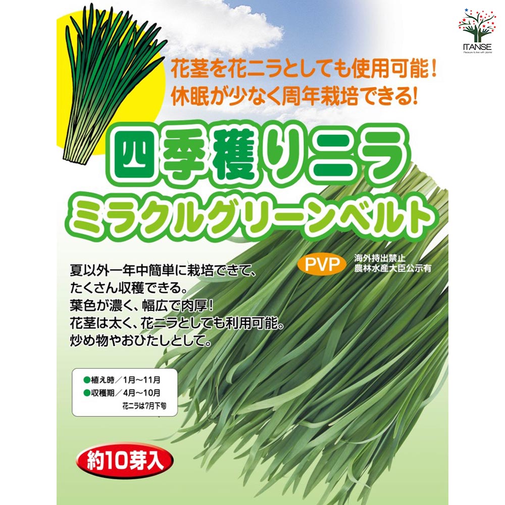 四季穫りニラ ミラクルグリーンベルト 【野菜球根 約10芽/1個売り】