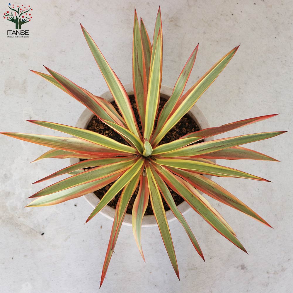 ユッカ・グロリオサ・ブライトスター【観葉植物 10号鉢大苗／1個売り】