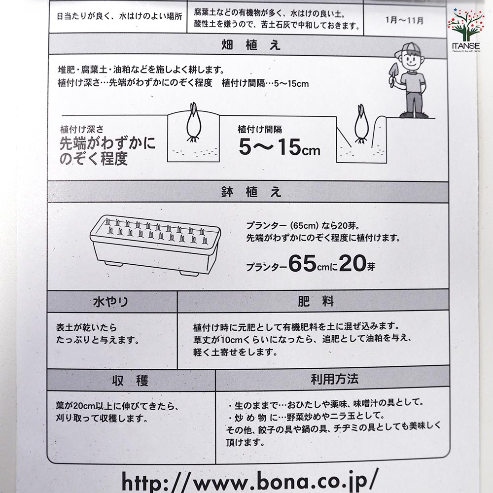 四季穫りニラ ミラクルグリーンベルト 【野菜球根 約10芽/1個売り】