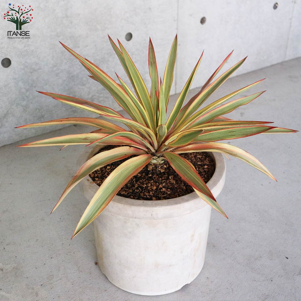 ユッカ・グロリオサ・ブライトスター【観葉植物 10号鉢大苗／1個売り】