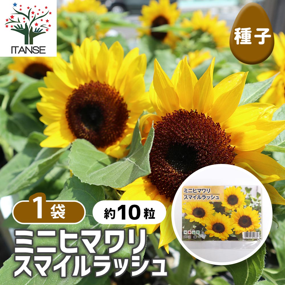 種子 ミニヒマワリ スマイルラッシュ  【 約10粒／1袋売り】