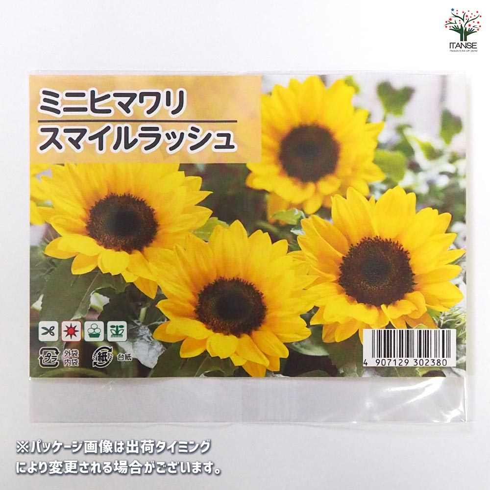 種子 ミニヒマワリ スマイルラッシュ  【 約10粒／1袋売り】