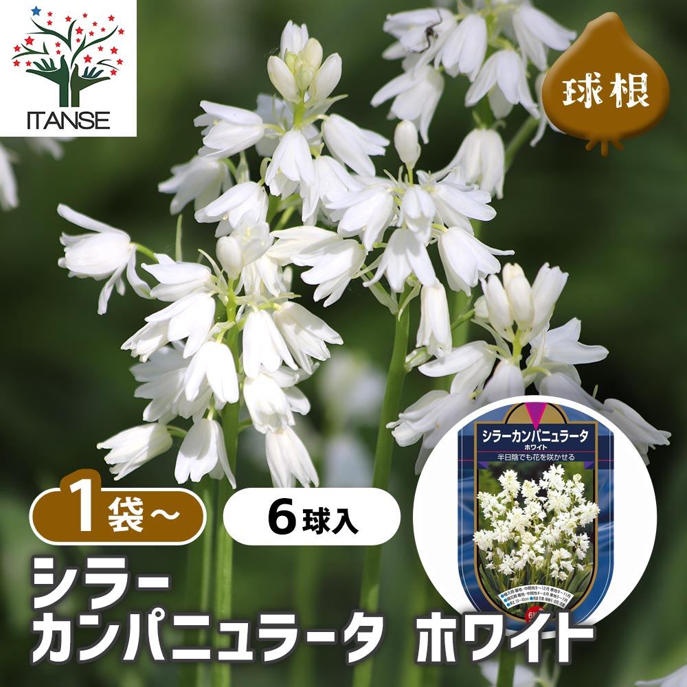 シラー カンパニュラータ ホワイト