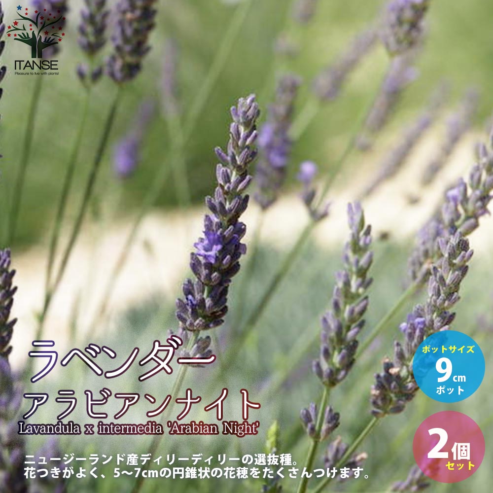 Itanse良品ｾﾚｸﾄ通販