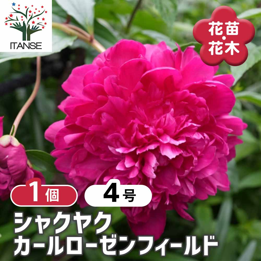 シャクヤク カールローゼンフィールド 【花木苗 4号／1個売り