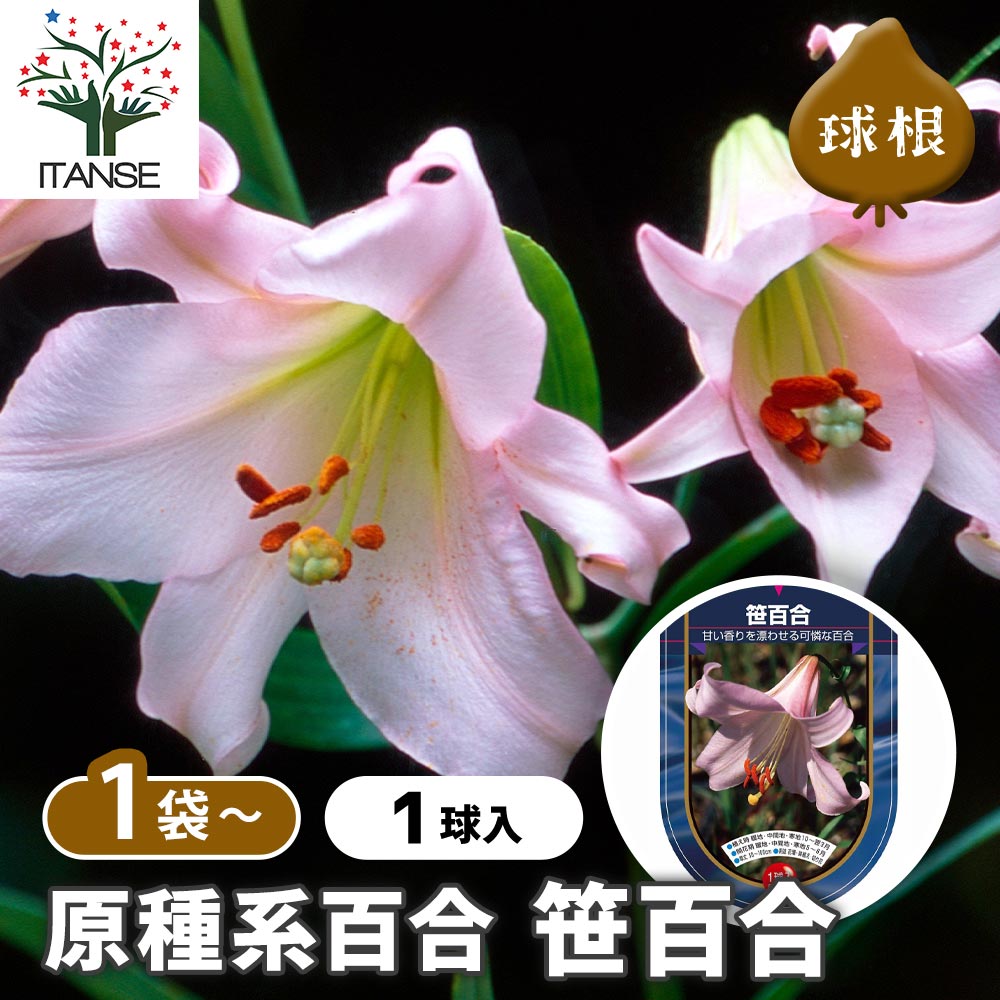 原種系百合 笹百合