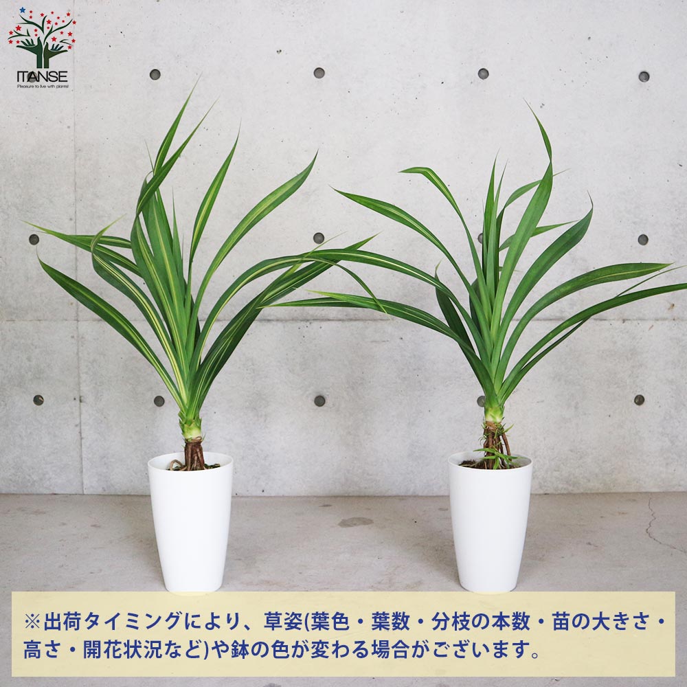 タコノキ (パンダナス) 【観葉植物 7号鉢 リビングやオフィスに置き