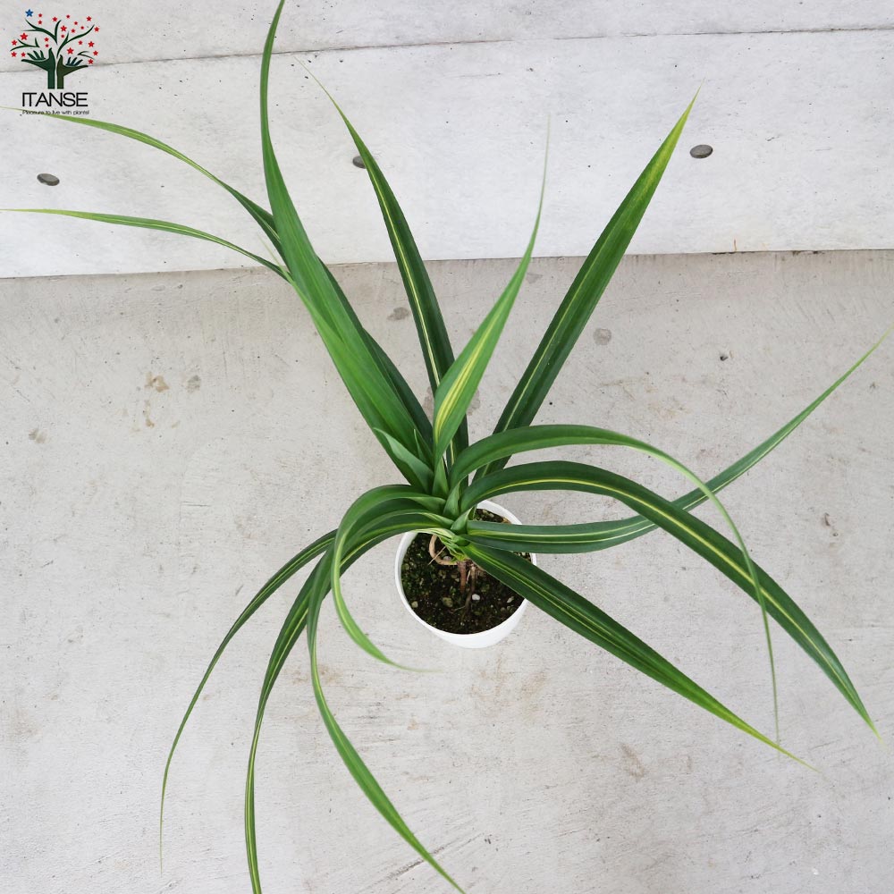 タコノキ (パンダナス) 【観葉植物 7号鉢 リビングやオフィスに置き