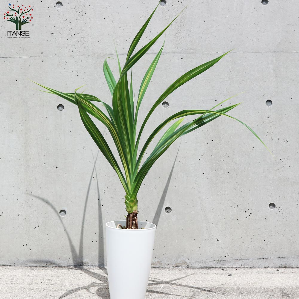 タコノキ (パンダナス) 【観葉植物 7号鉢 リビングやオフィスに置き