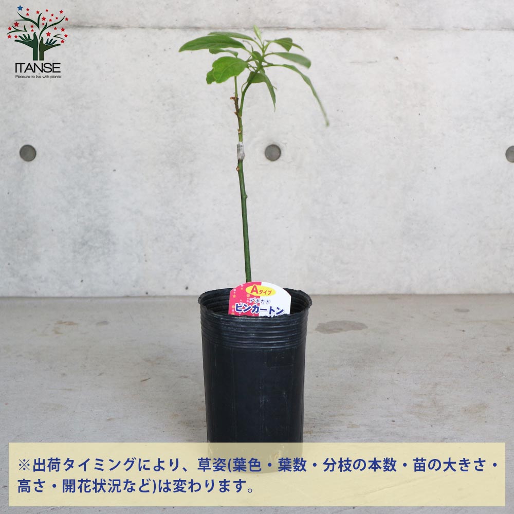 アボカドの苗木 品種：ピンカートン(Aタイプ)【果樹の苗木 13.5