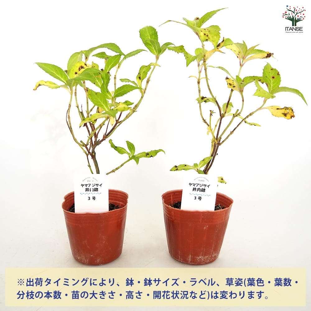 12レア　希少　縁起物　親木ヤドリギ　 ◉2色付き　実沢山❗️ 希少、縁起良い 切り枝 2色 約30㌢くらい 6本 青森産 - メルカリ