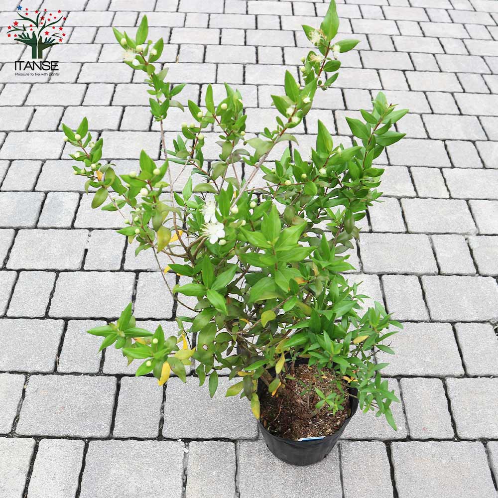 Itanse良品ｾﾚｸﾄ通販