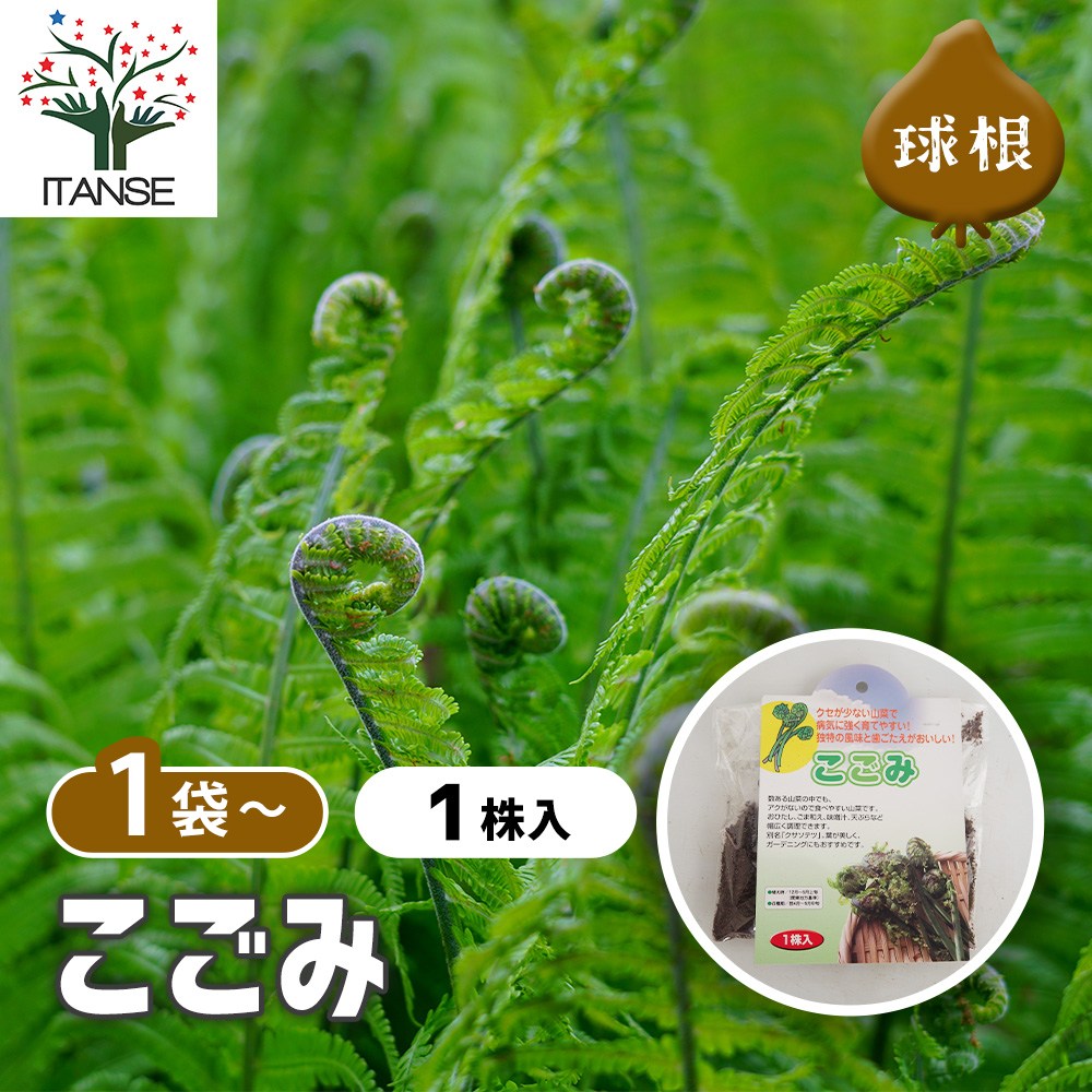 野菜球根 こごみ 【野菜の苗 1株】｜ 【植物のITANSE】全品送料