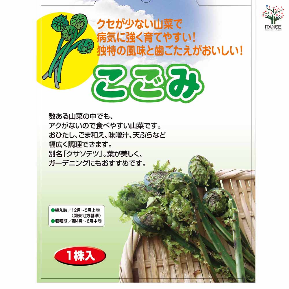 野菜球根 こごみ 【野菜の苗 1株】｜ 【植物のITANSE】全品送料