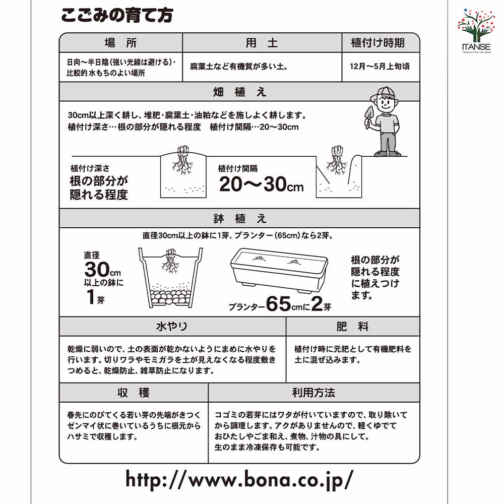 野菜球根 こごみ 【野菜の苗 1株】｜ 【植物のITANSE】全品送料