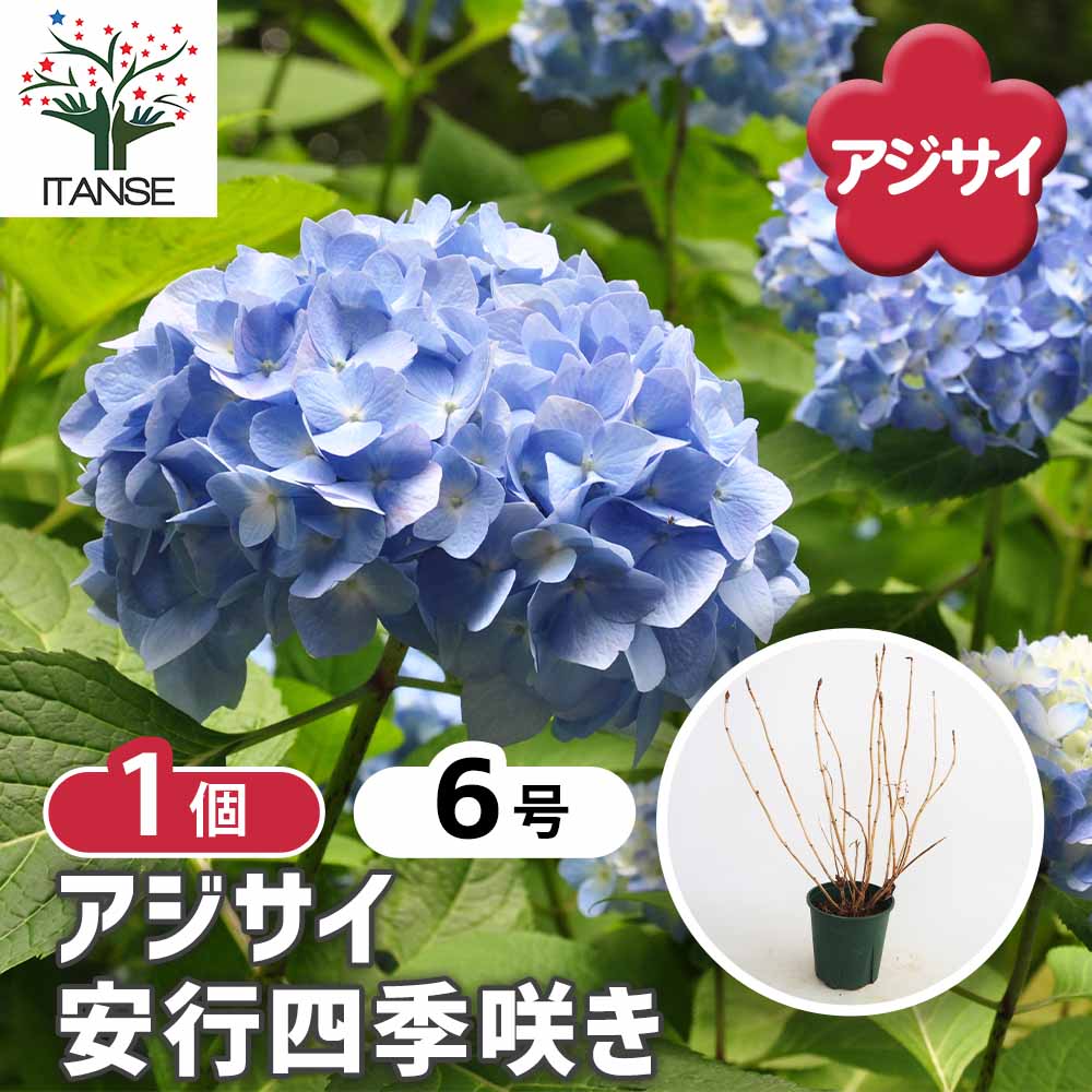 アジサイ 安行四季咲き 【花木苗 6号／1個売り】｜ 【植物の