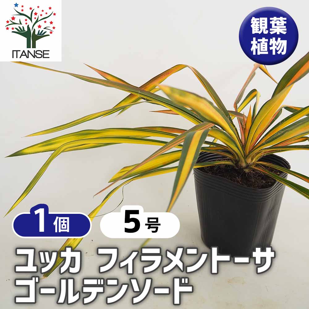 ユッカ フィラメントーサ ゴールデンソード 【観葉植物 5号／1個売り