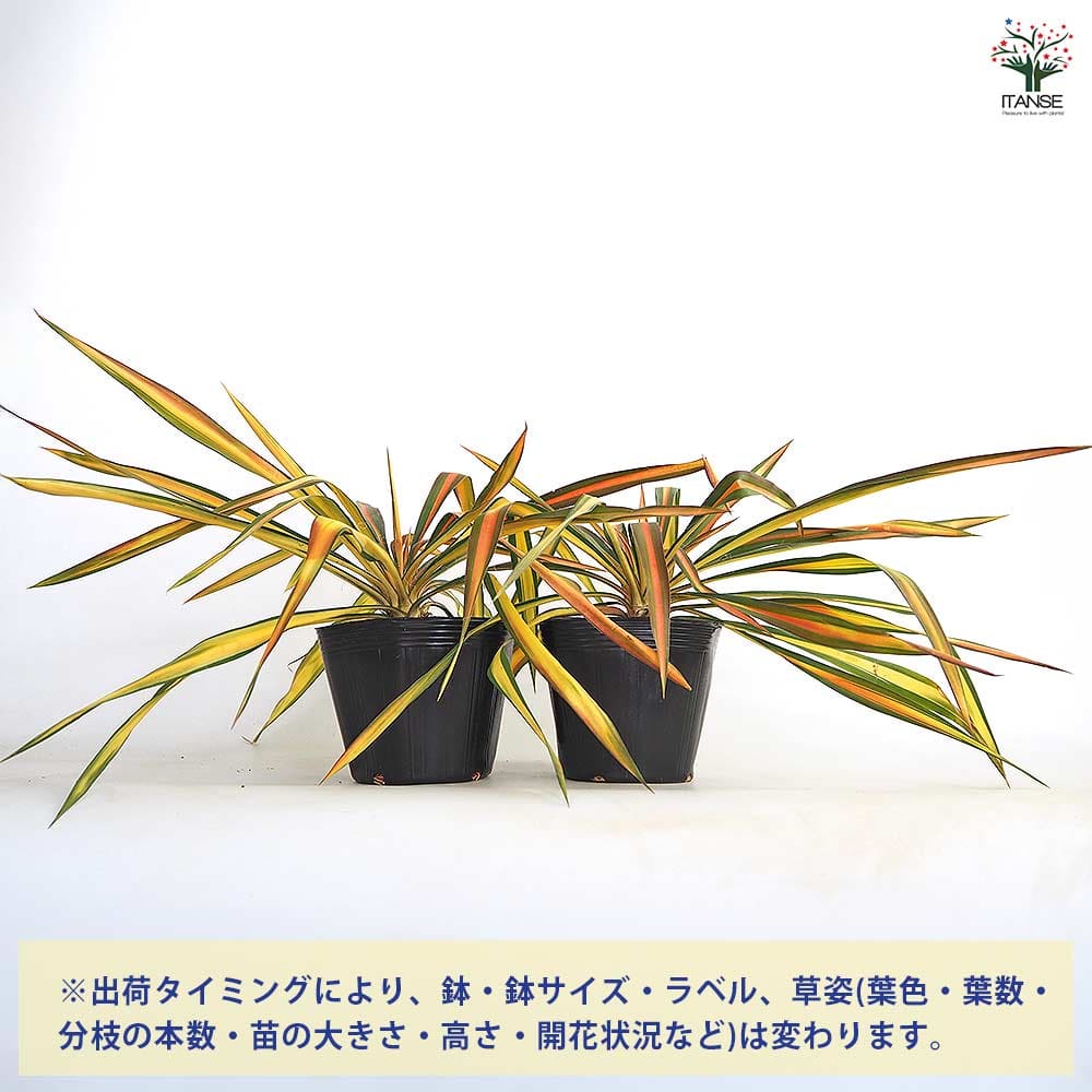 ユッカ フィラメントーサ ゴールデンソード 【観葉植物 5号／1個売り