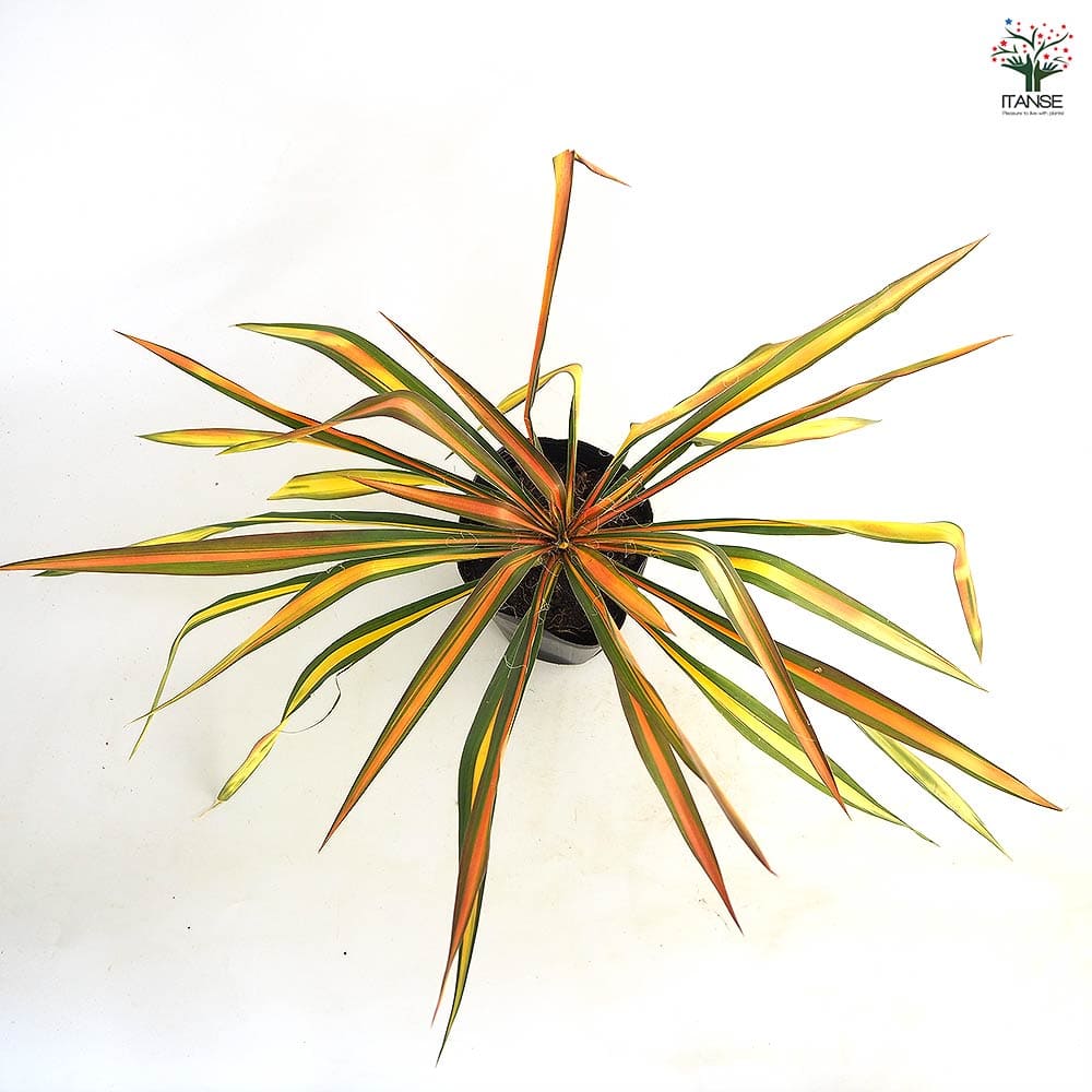 ユッカ フィラメントーサ ゴールデンソード 【観葉植物 5号／1個売り