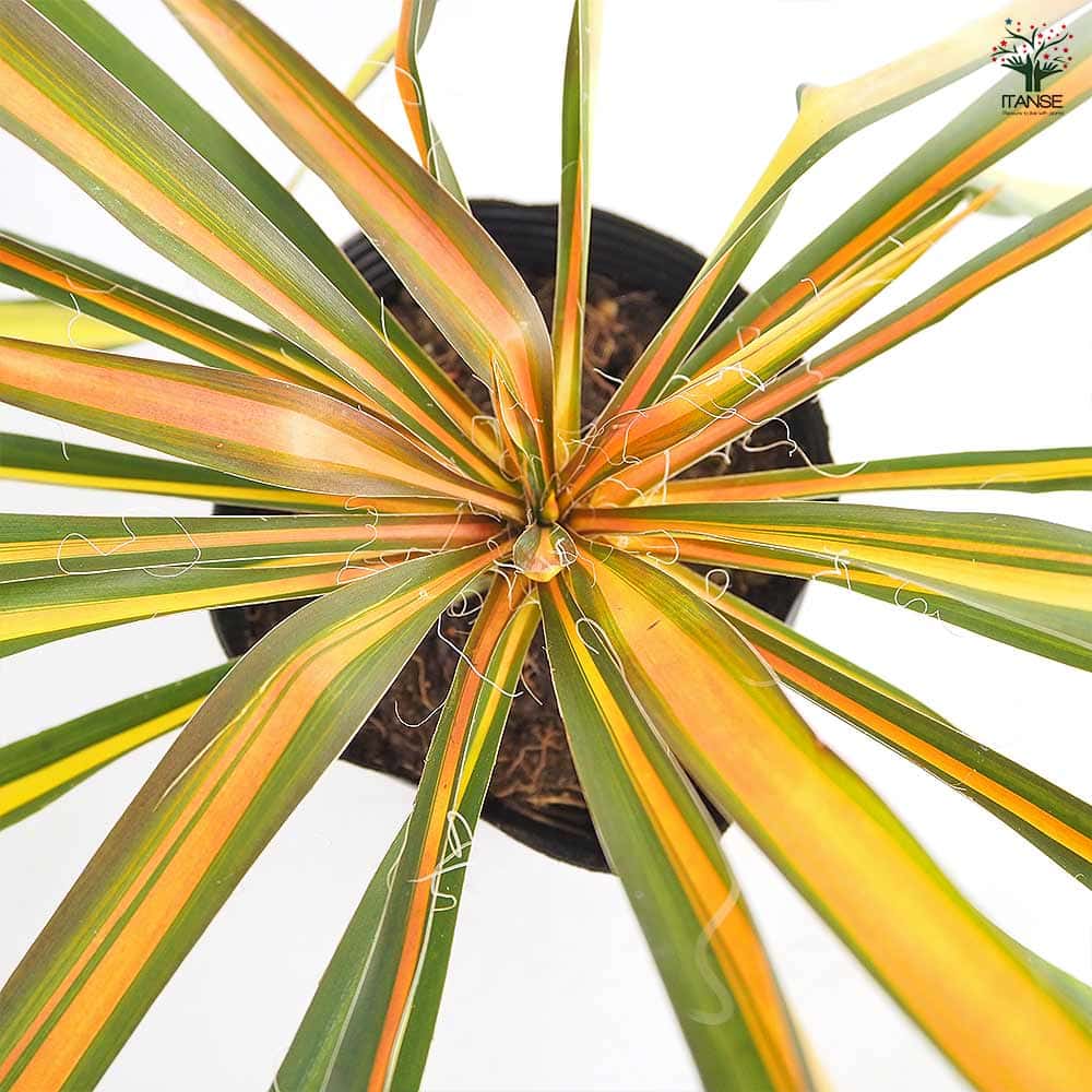 ユッカ フィラメントーサ ゴールデンソード 【観葉植物 5号／1個売り