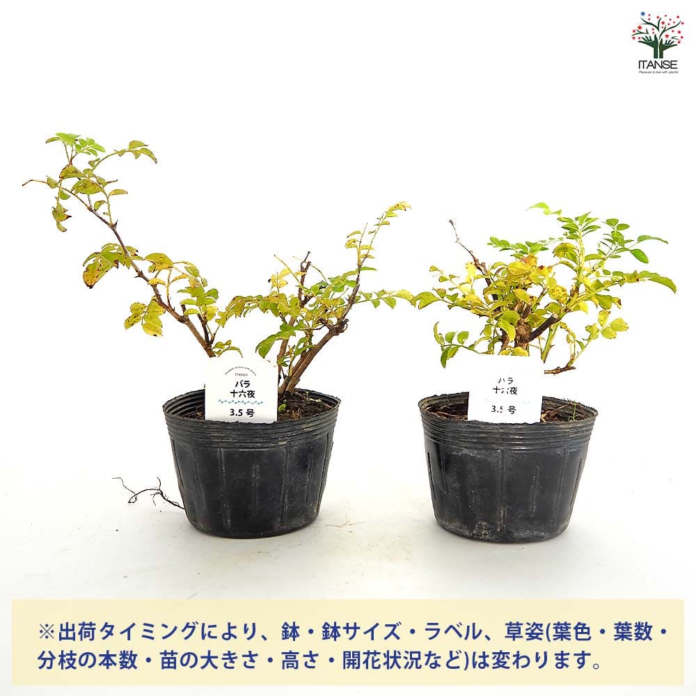 薔薇 十六夜 【花木苗 3.5号】｜ 【植物のITANSE】全品送料無料