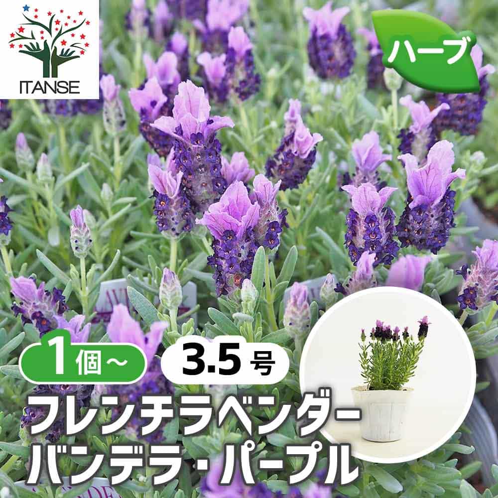 フレンチラベンダー バンデラ パープル 【ハーブの苗 3.5号】｜ 【植物